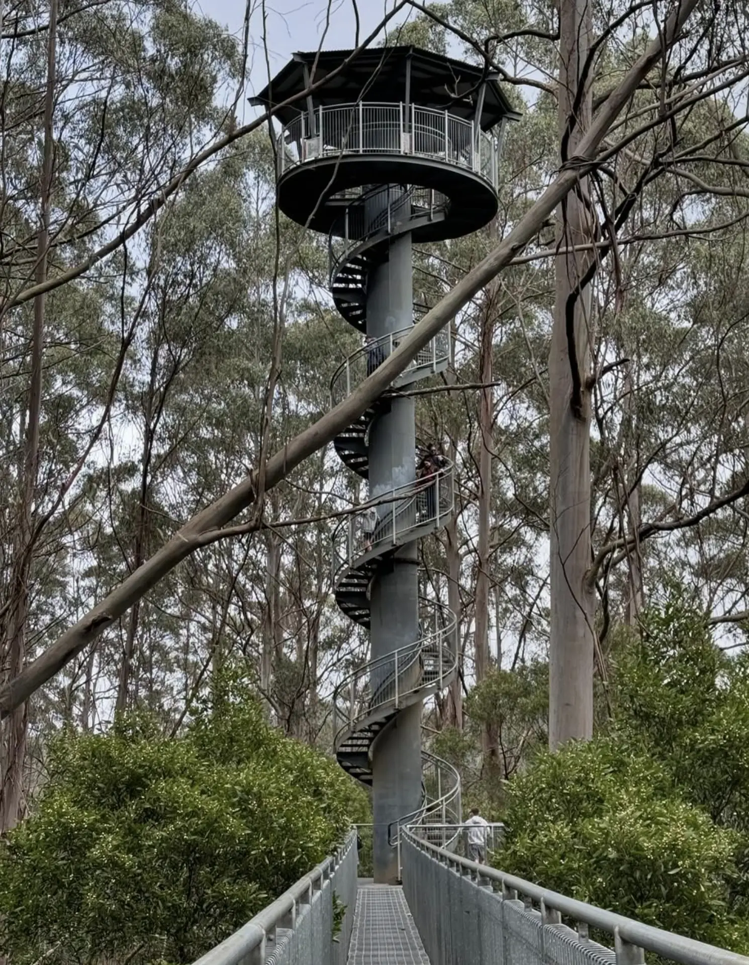 Otway Fly Treetop Adventures