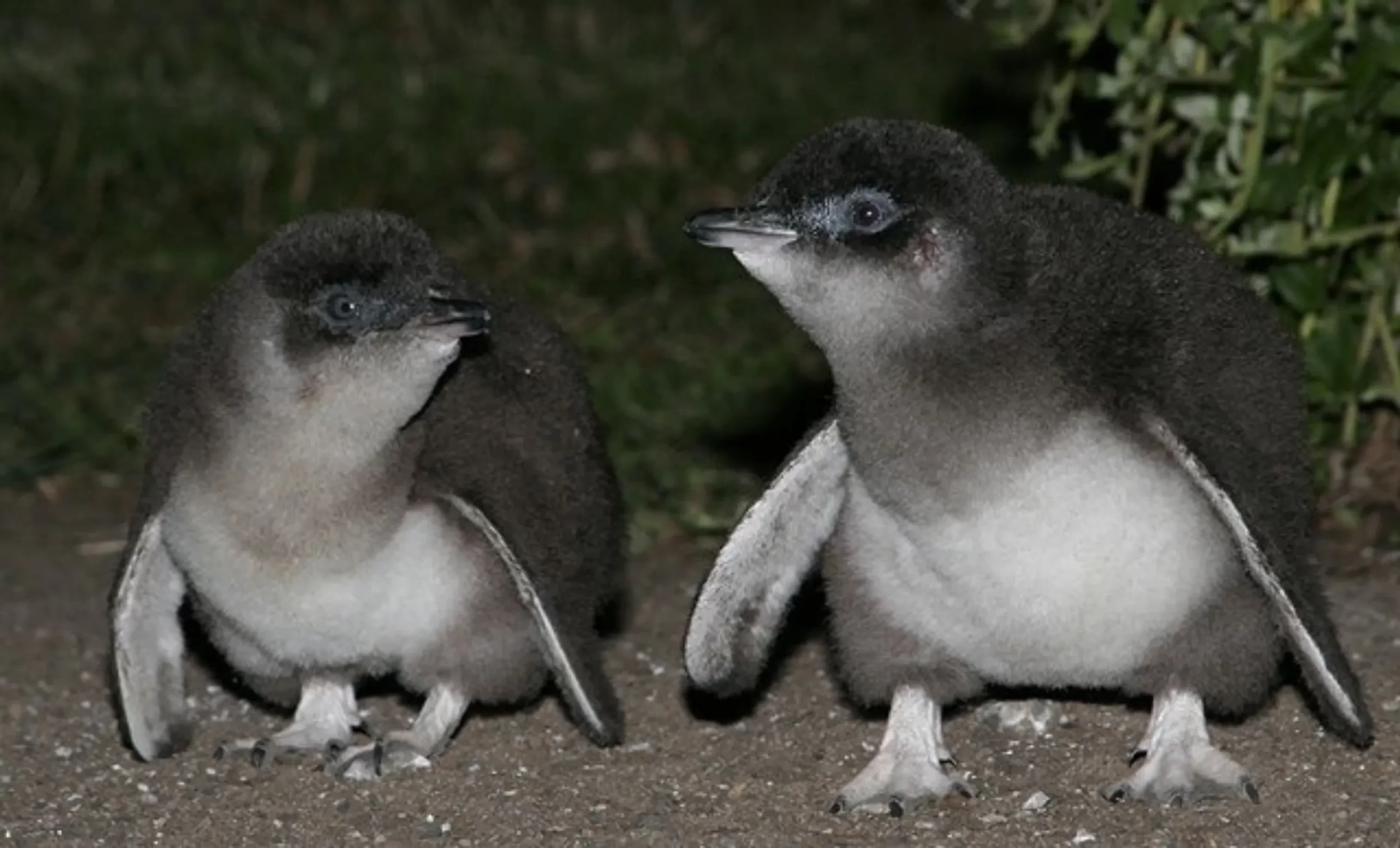 Phillip Island Penguin Parade tour