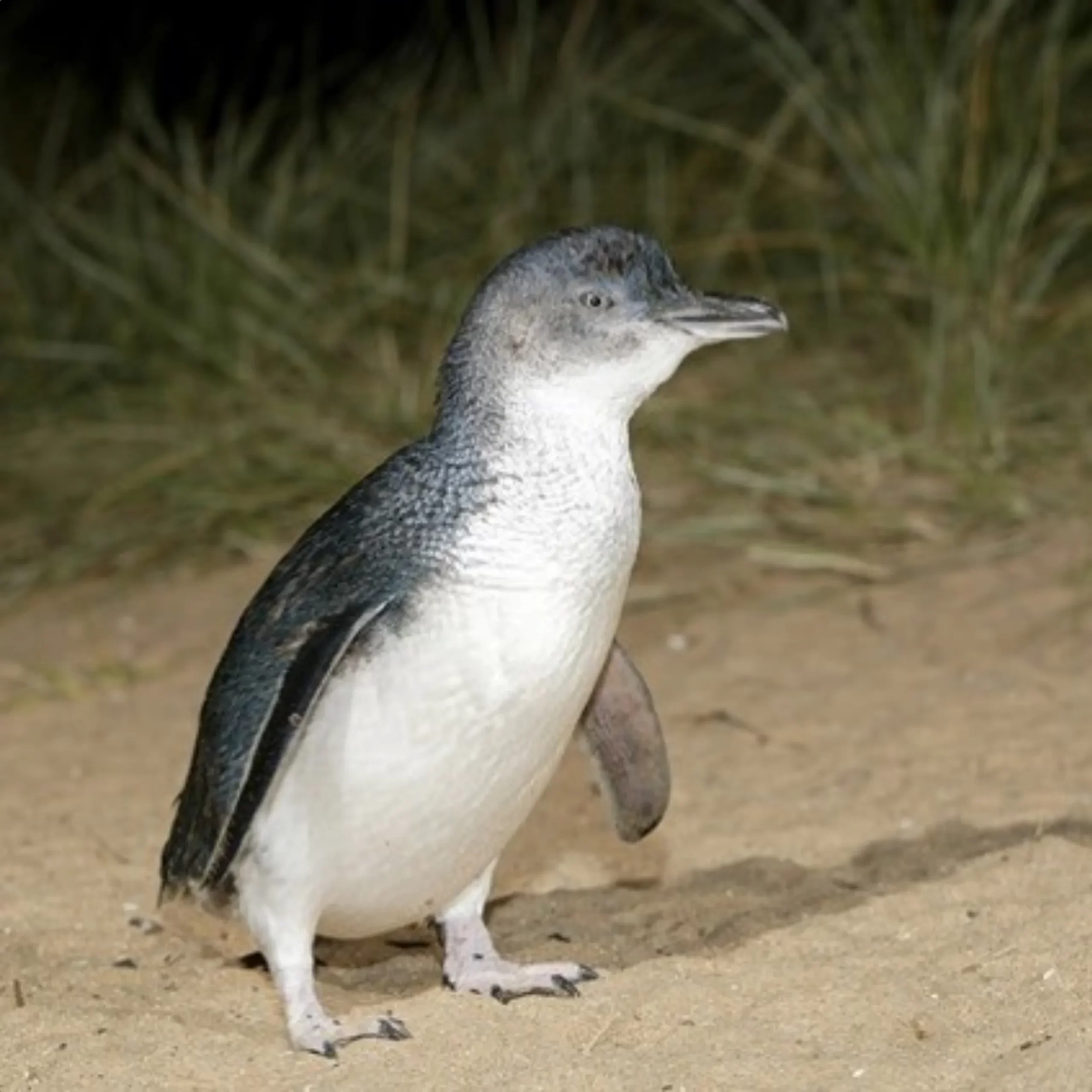 Phillip Island Penguine tour